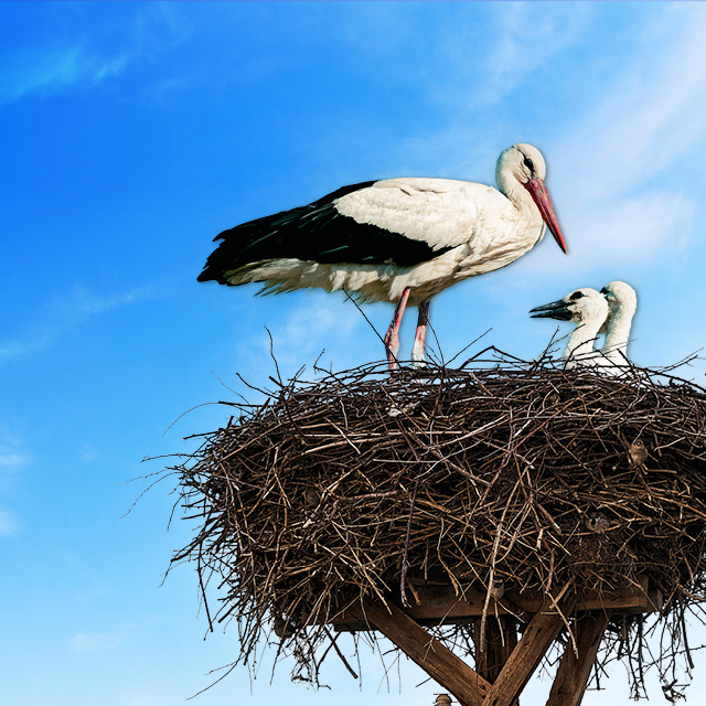 Mortgages